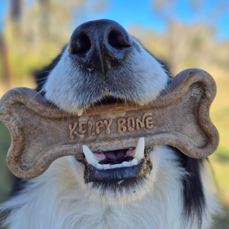 The Kelpy Bone
